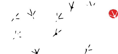 Rooster Fighter
