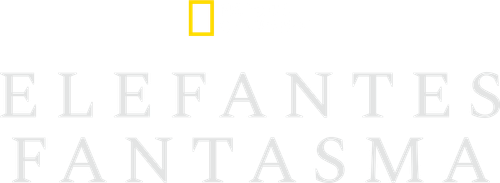 Elefantes fantasmas